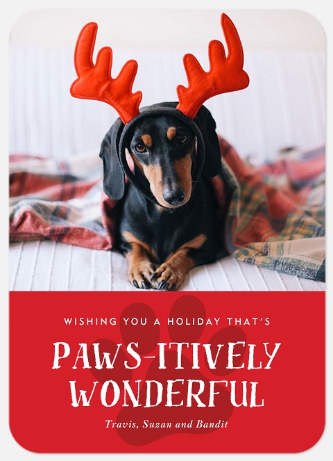 Pawsitively Wonderful Holiday Photo Cards