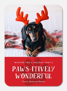 Pawsitively Wonderful