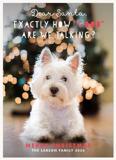 Christmas Mischief  Pet Christmas Cards