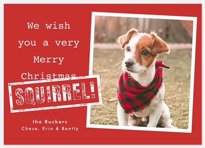 Merry Squirrel Holiday Photo Cards