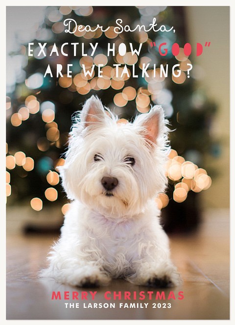 Christmas Mischief  Dog Christmas Cards