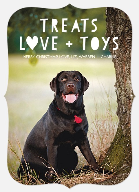 Playful Spirit From the Pet Holiday Cards