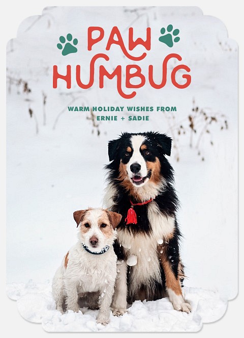 Paw Humbug Holiday Photo Cards