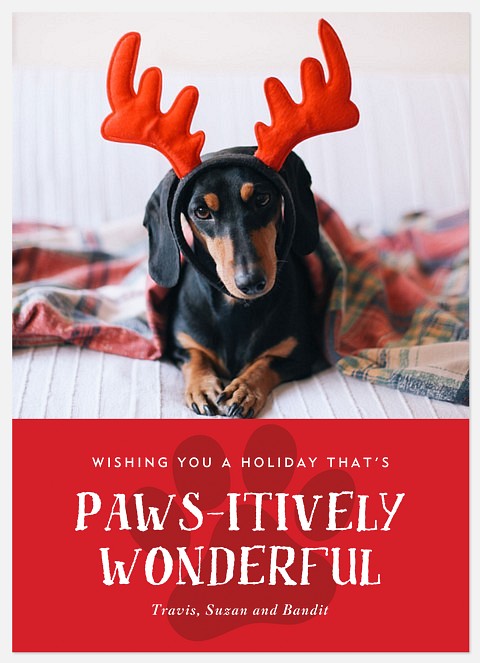 Pawsitively Wonderful Holiday Photo Cards