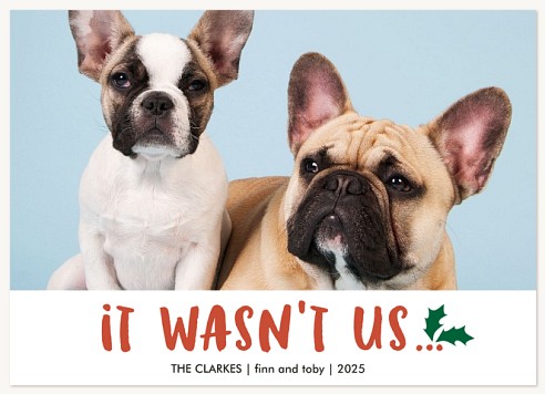 Mischievous Pets Christmas Cards